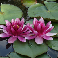 Lotus in het water